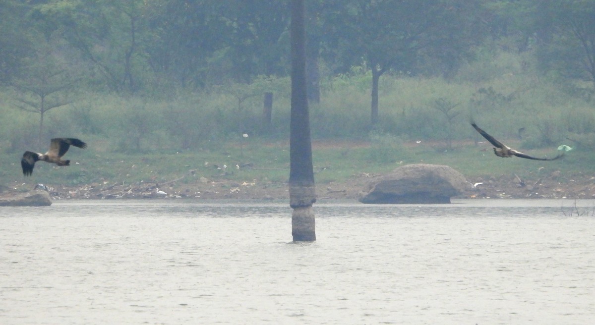 White-bellied Sea-Eagle - ML589630401