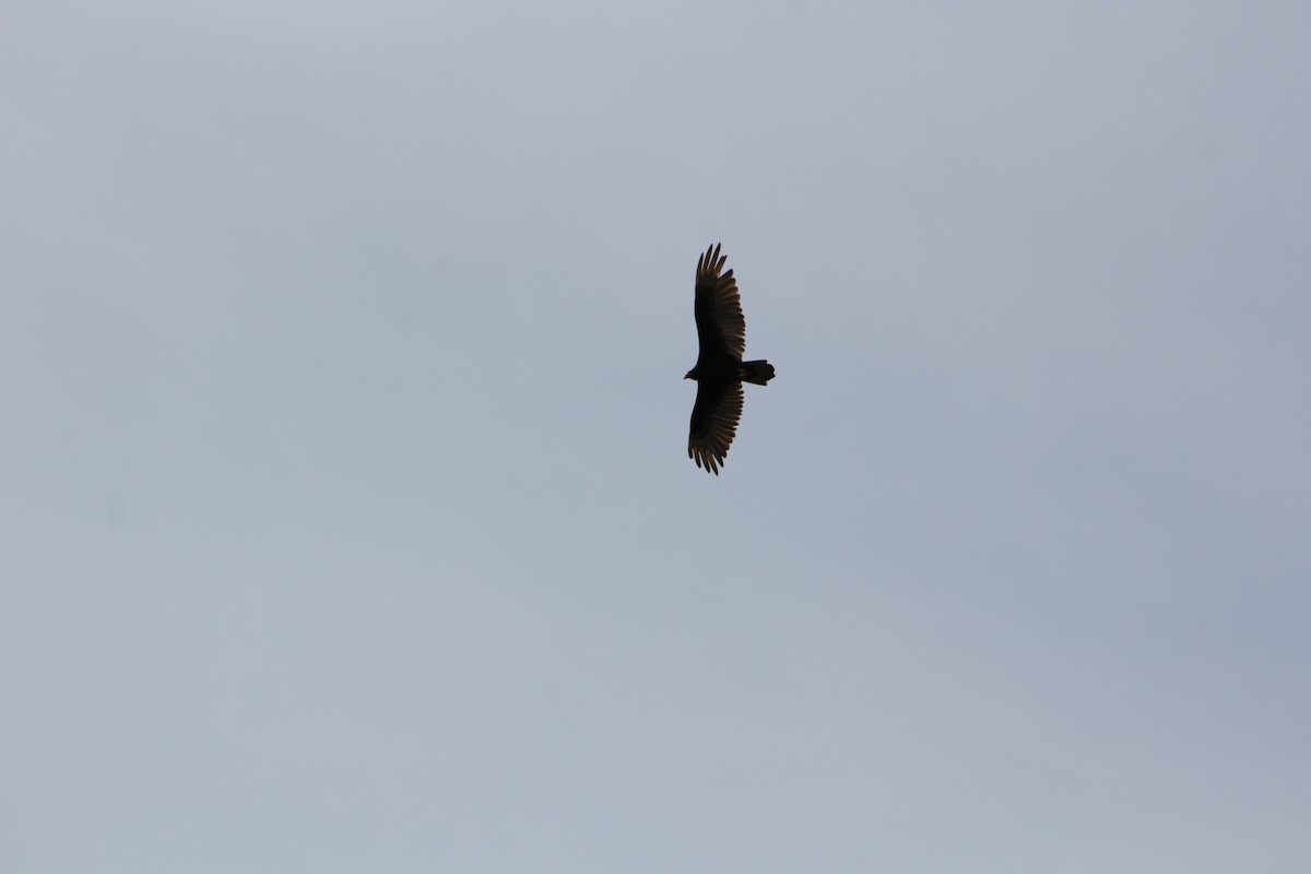 Turkey Vulture - ML58963041