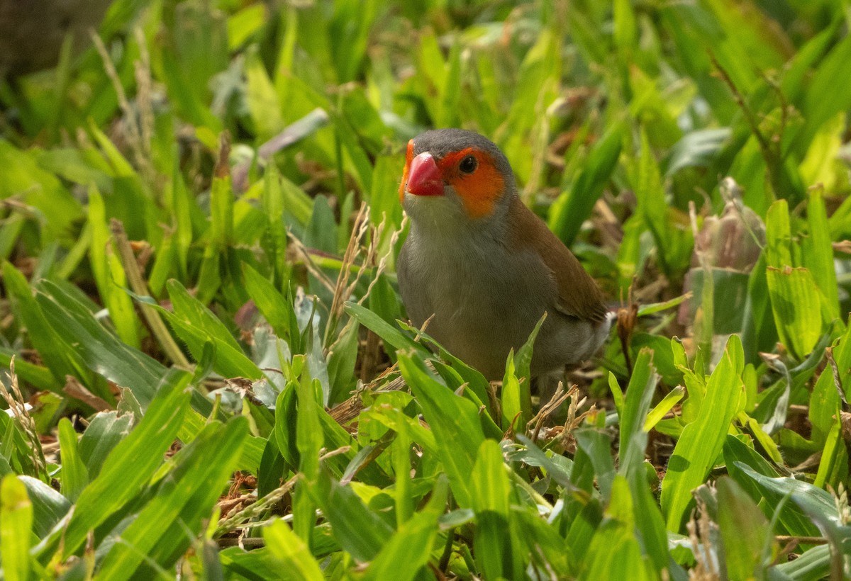 Orange-cheeked Waxbill - ML589630671