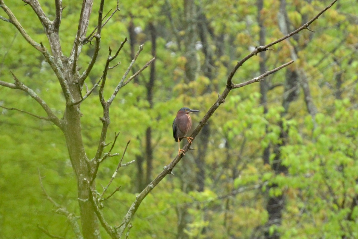 Green Heron - ML58963101