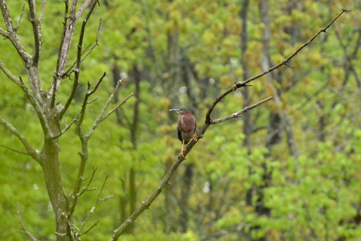 Grünreiher - ML58963111