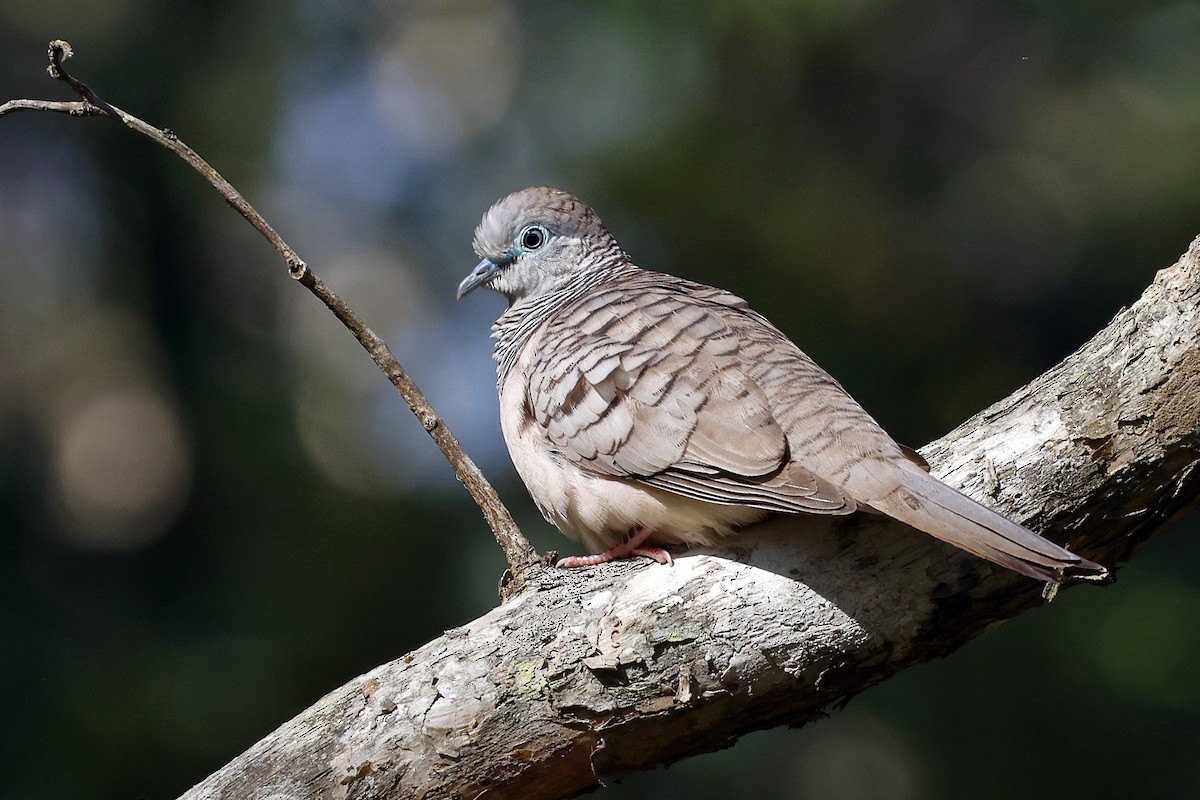 Peaceful Dove - ML589631251