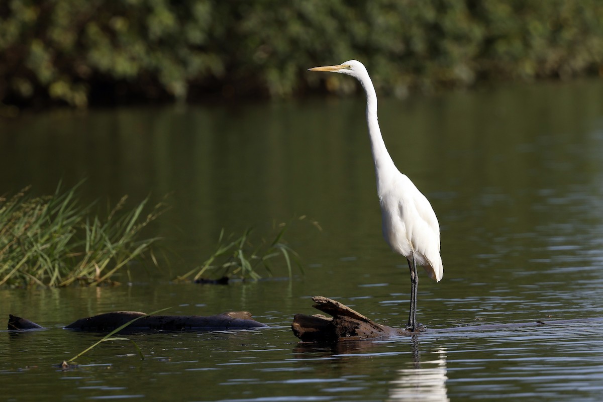 Great Egret (modesta) - ML589631541