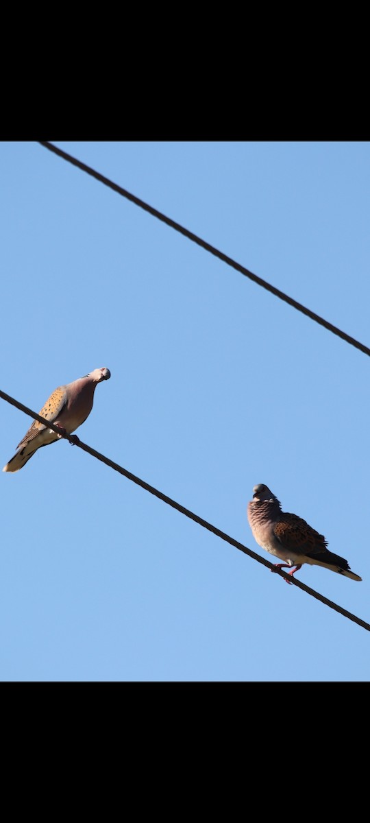 European Turtle-Dove - ML589631611