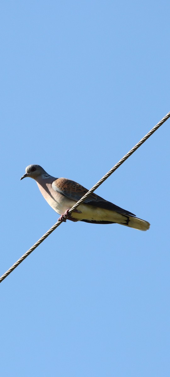 תור מצוי - ML589631621