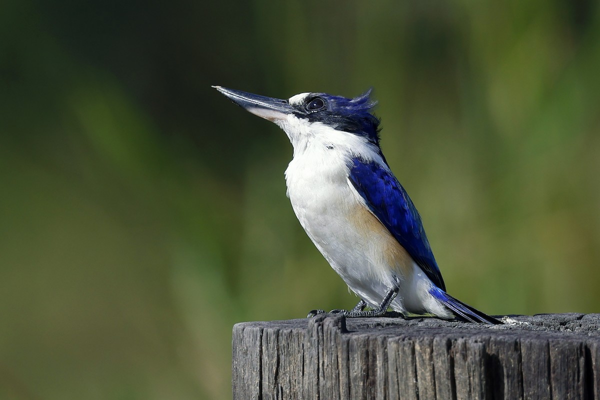 Forest Kingfisher - ML589631841