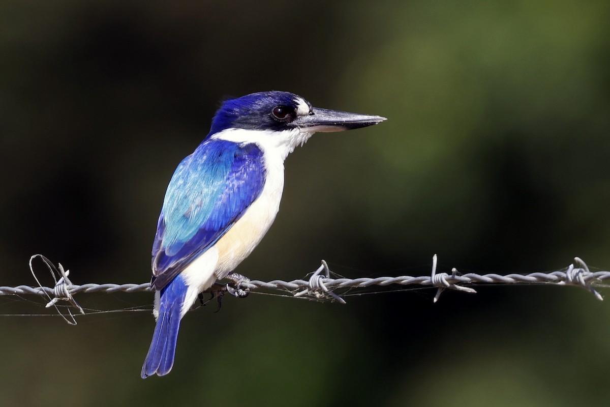 Forest Kingfisher - ML589631851