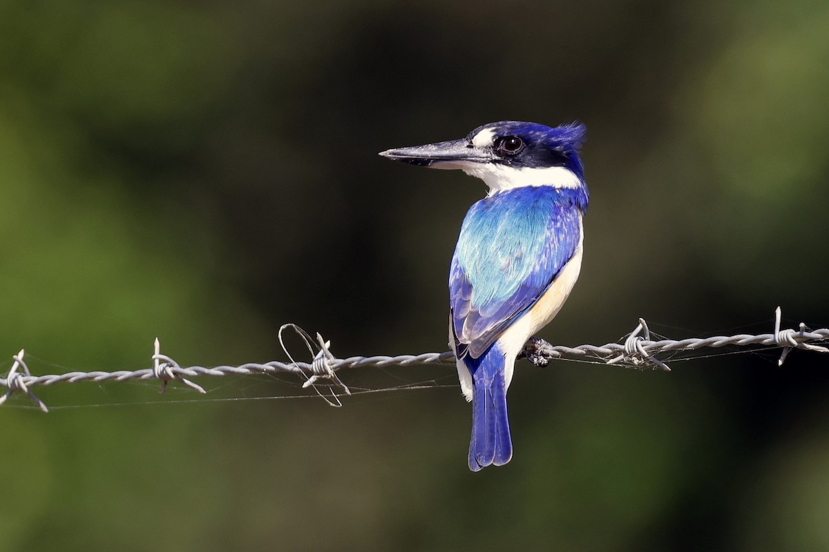 Forest Kingfisher - Cristina Baccino