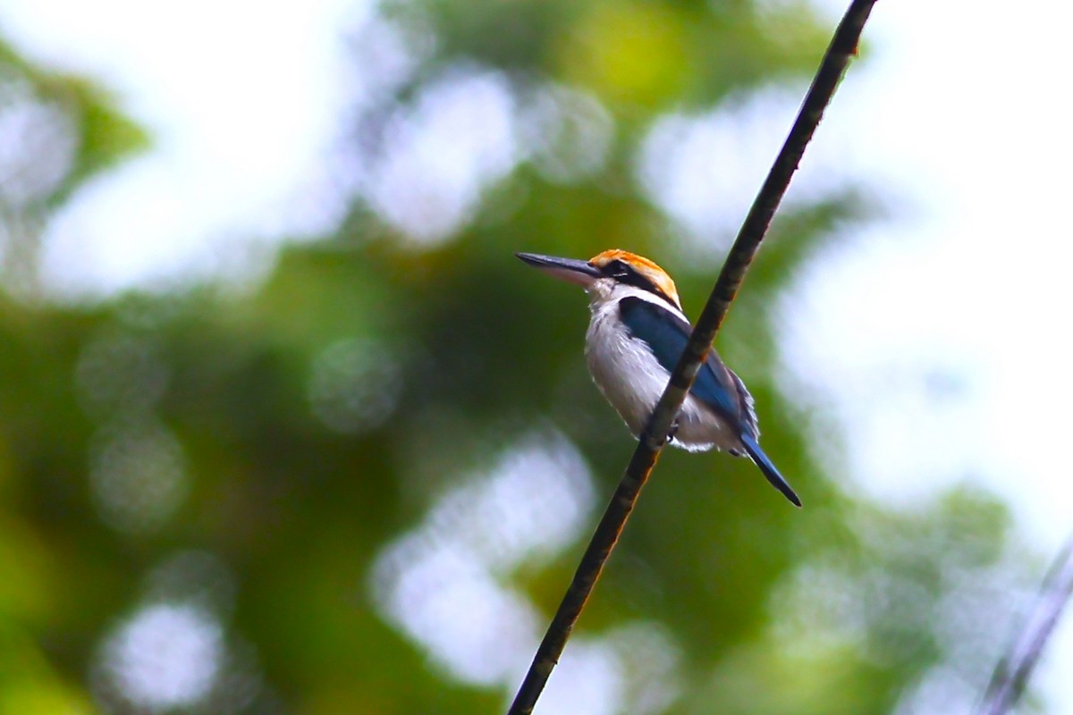 Palau Kingfisher - Yayen Chang