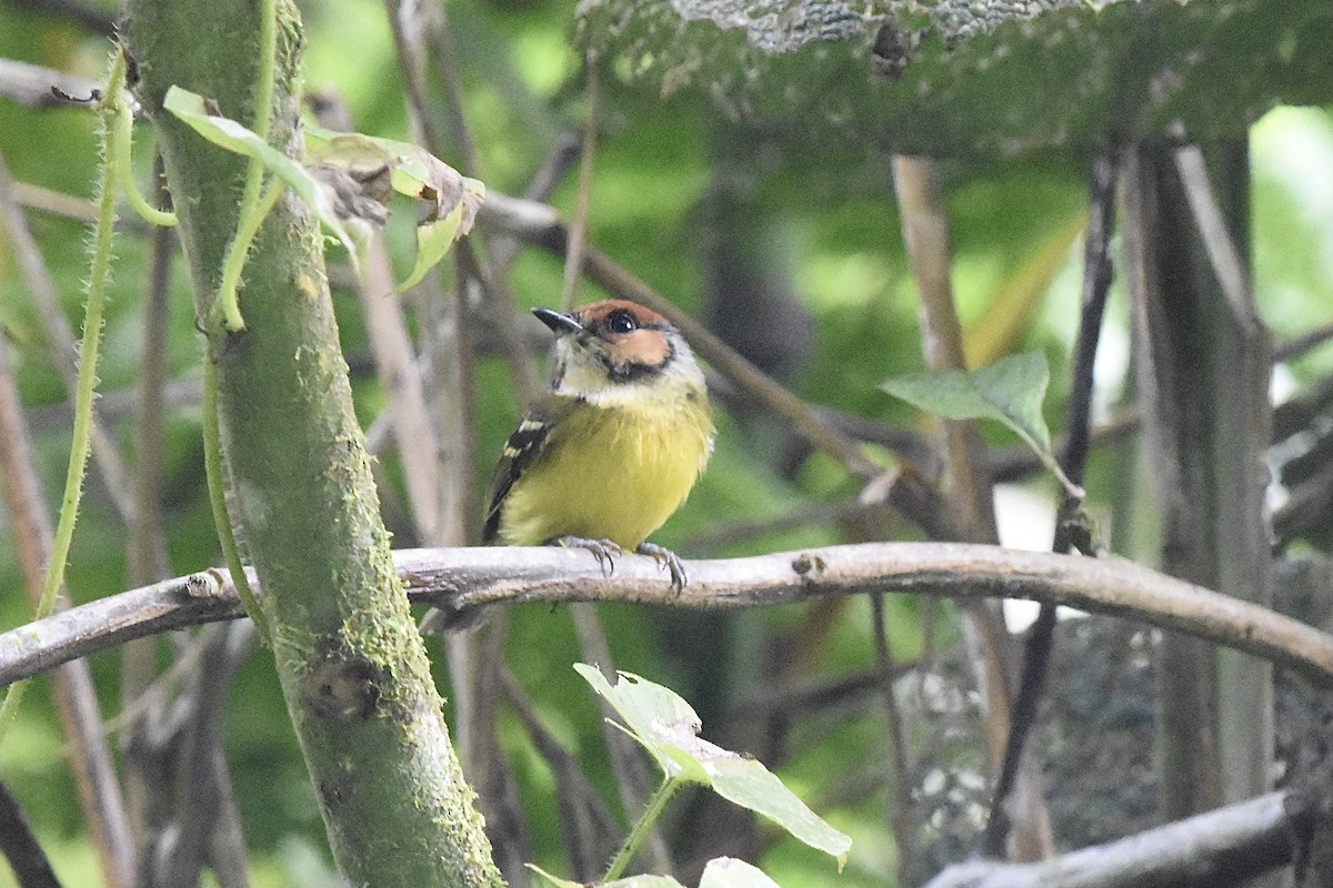 Rufous-crowned Tody-Flycatcher - ML589632091