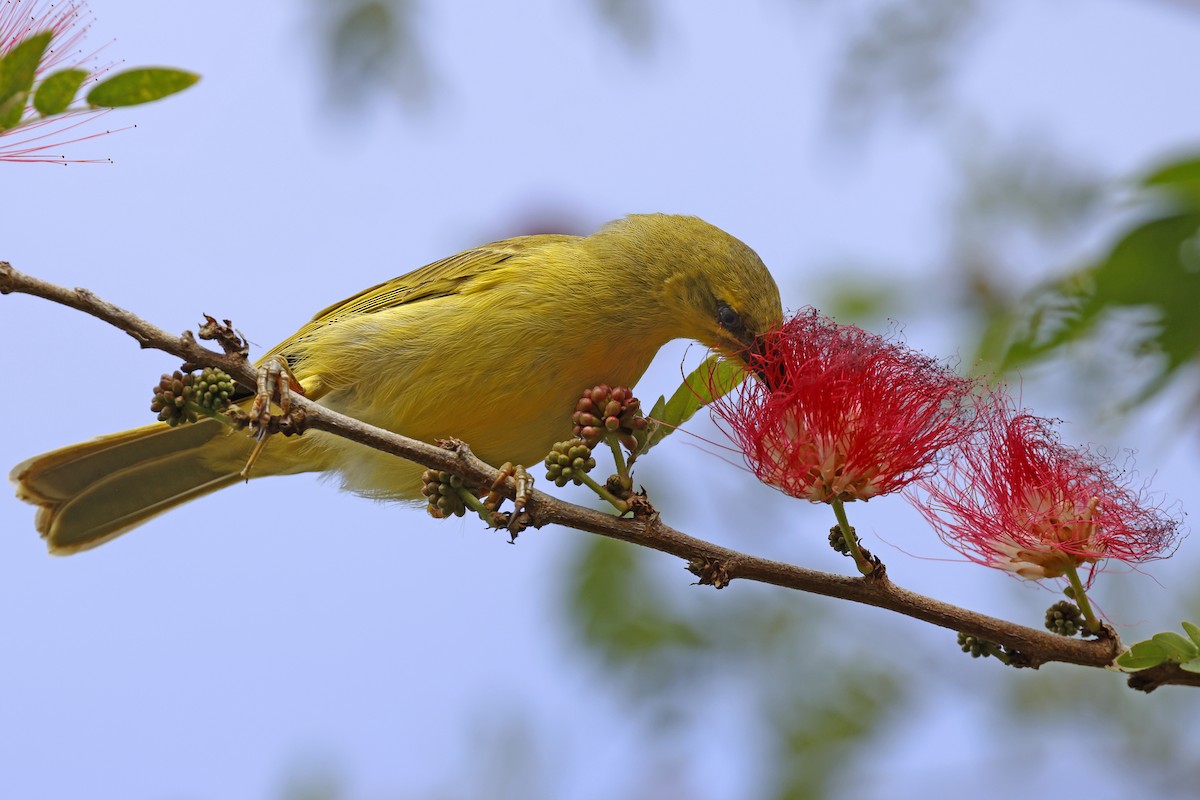Yellow Honeyeater - ML589632101