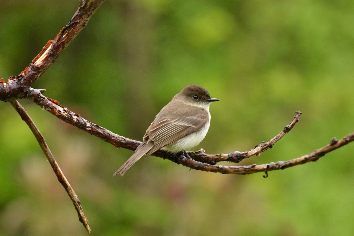 Eastern Phoebe - Epi Shemming