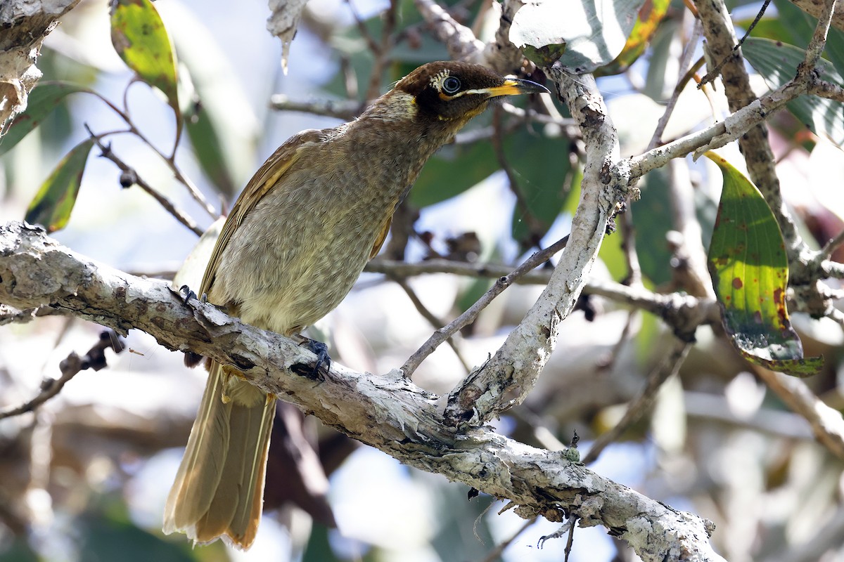 Bridled Honeyeater - ML589632181