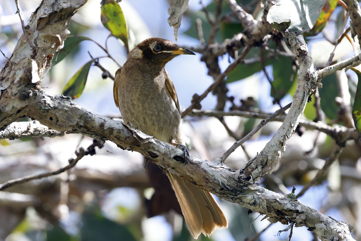 Bridled Honeyeater - ML589632191