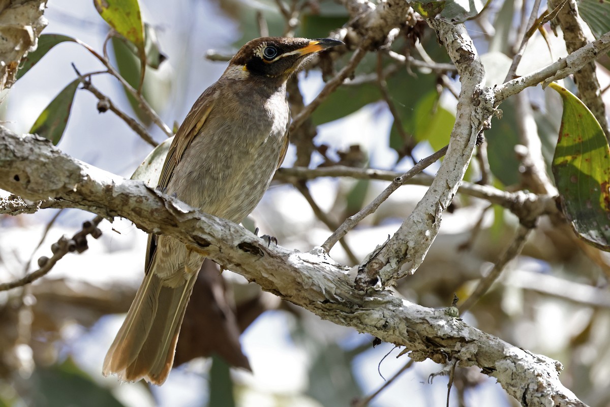 Bridled Honeyeater - ML589632201