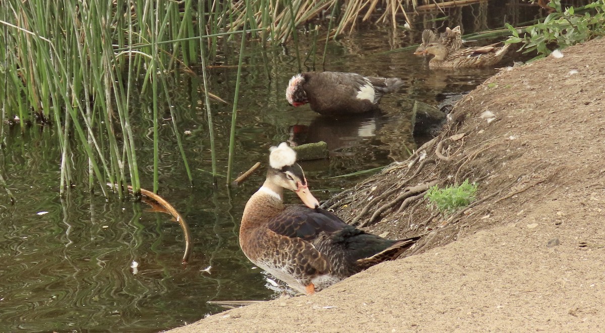 Muscovy Duck x Mallard (hybrid) - Petra Clayton