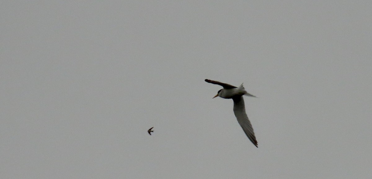 Least Tern - Petra Clayton