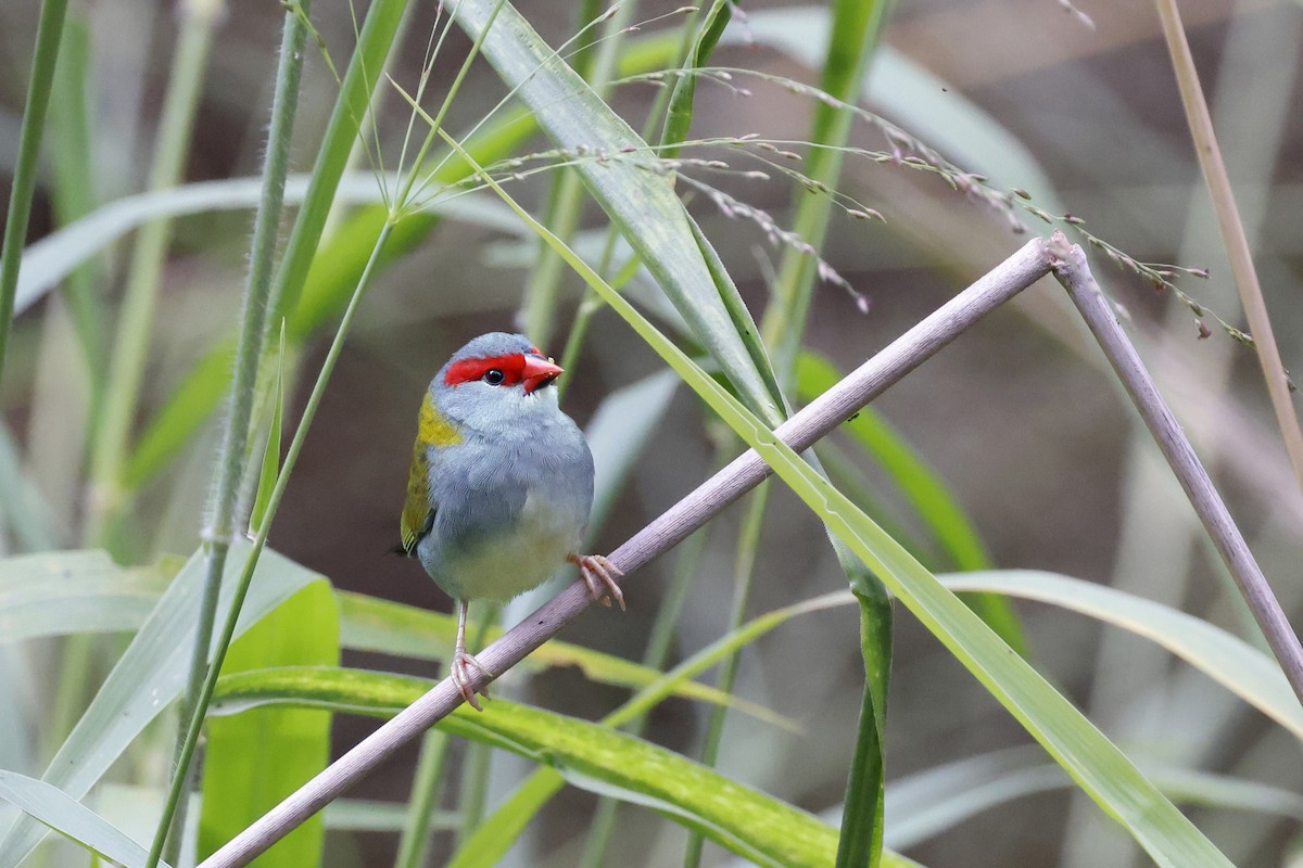 Red-browed Firetail - ML589632731