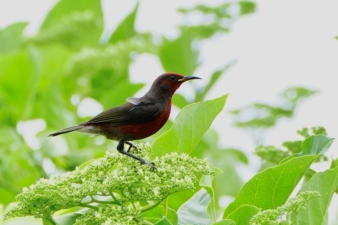 Micronesian Myzomela - ML589632891