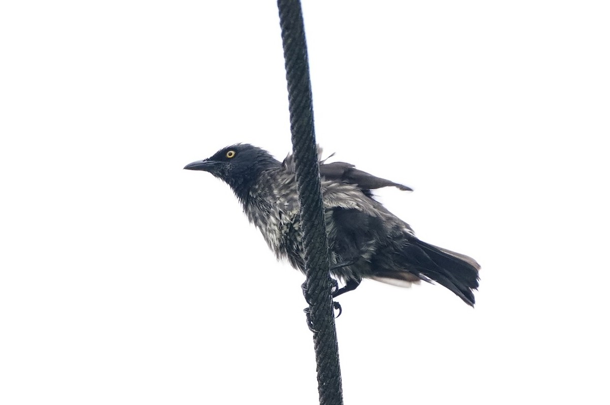 Micronesian Starling - Yayen Chang