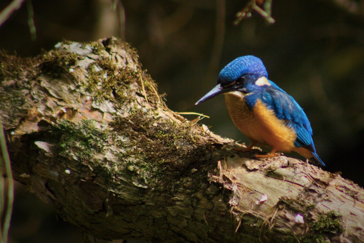 Half-collared Kingfisher - Retief Williams