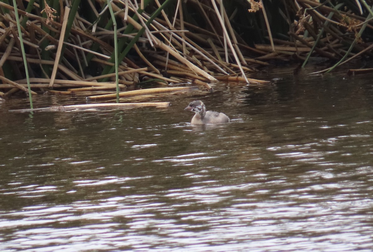 Pied-billed Grebe - ML589634421