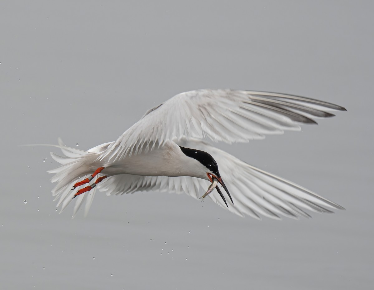 Roseate Tern - ML589634981