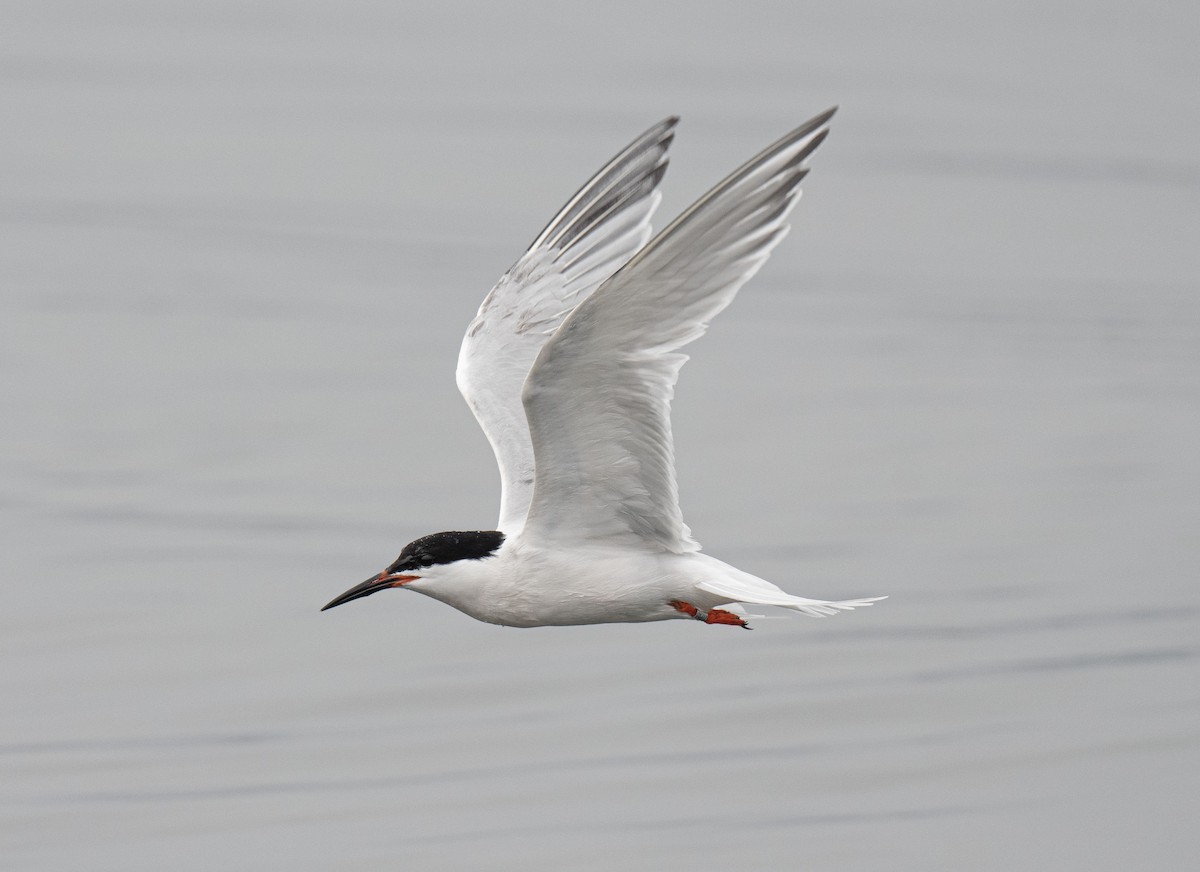 Roseate Tern - ML589634991