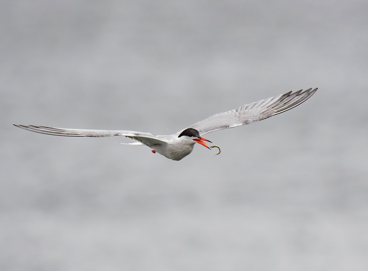 Common Tern - ML589635071