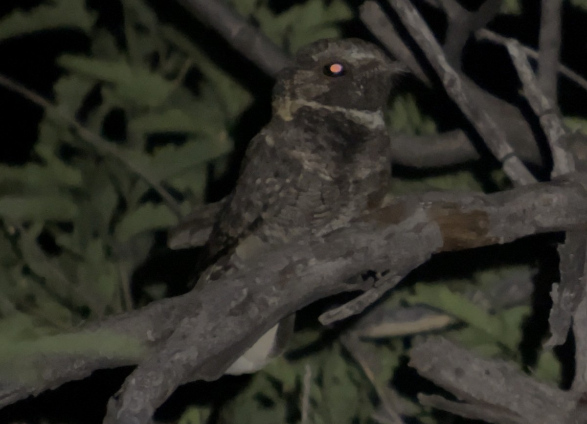 Buff-collared Nightjar - ML589635091