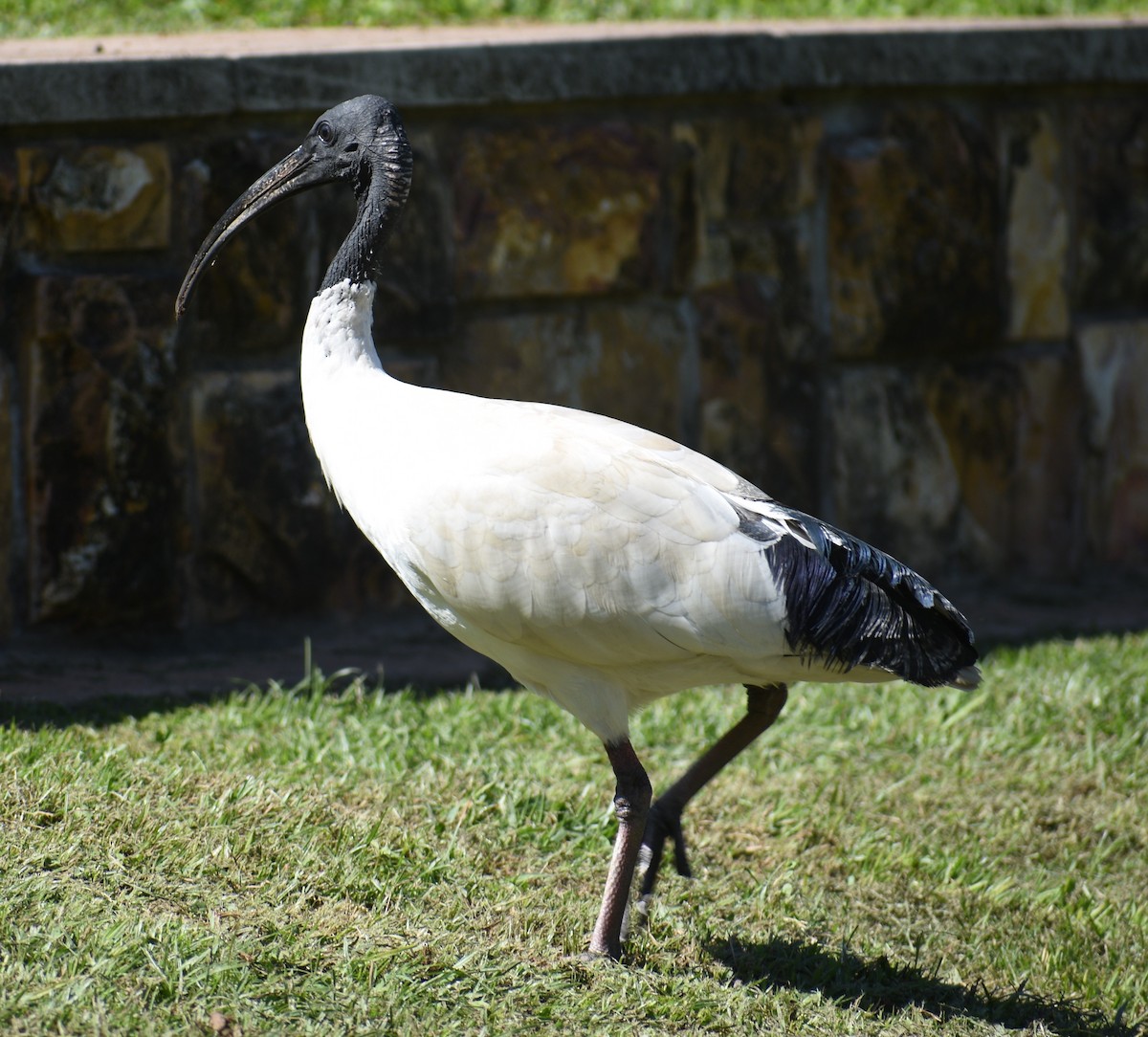 Australian Ibis - Peter Brown