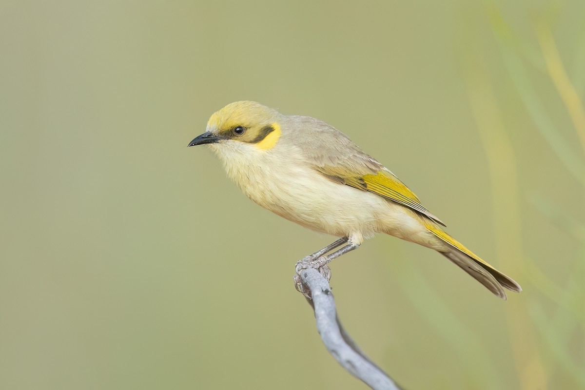 Gray-fronted Honeyeater - ML589635231