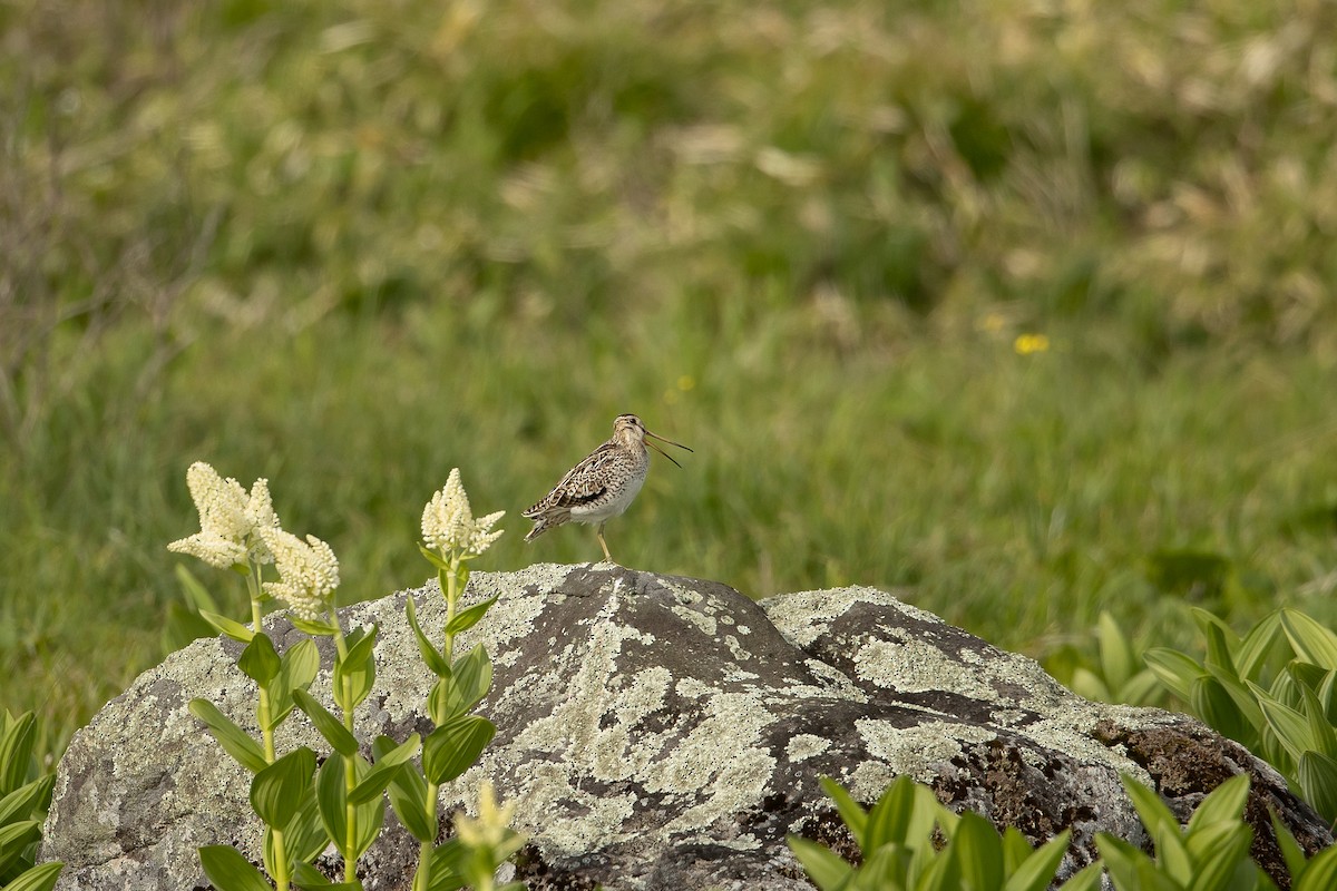 Latham's Snipe - ML589636171