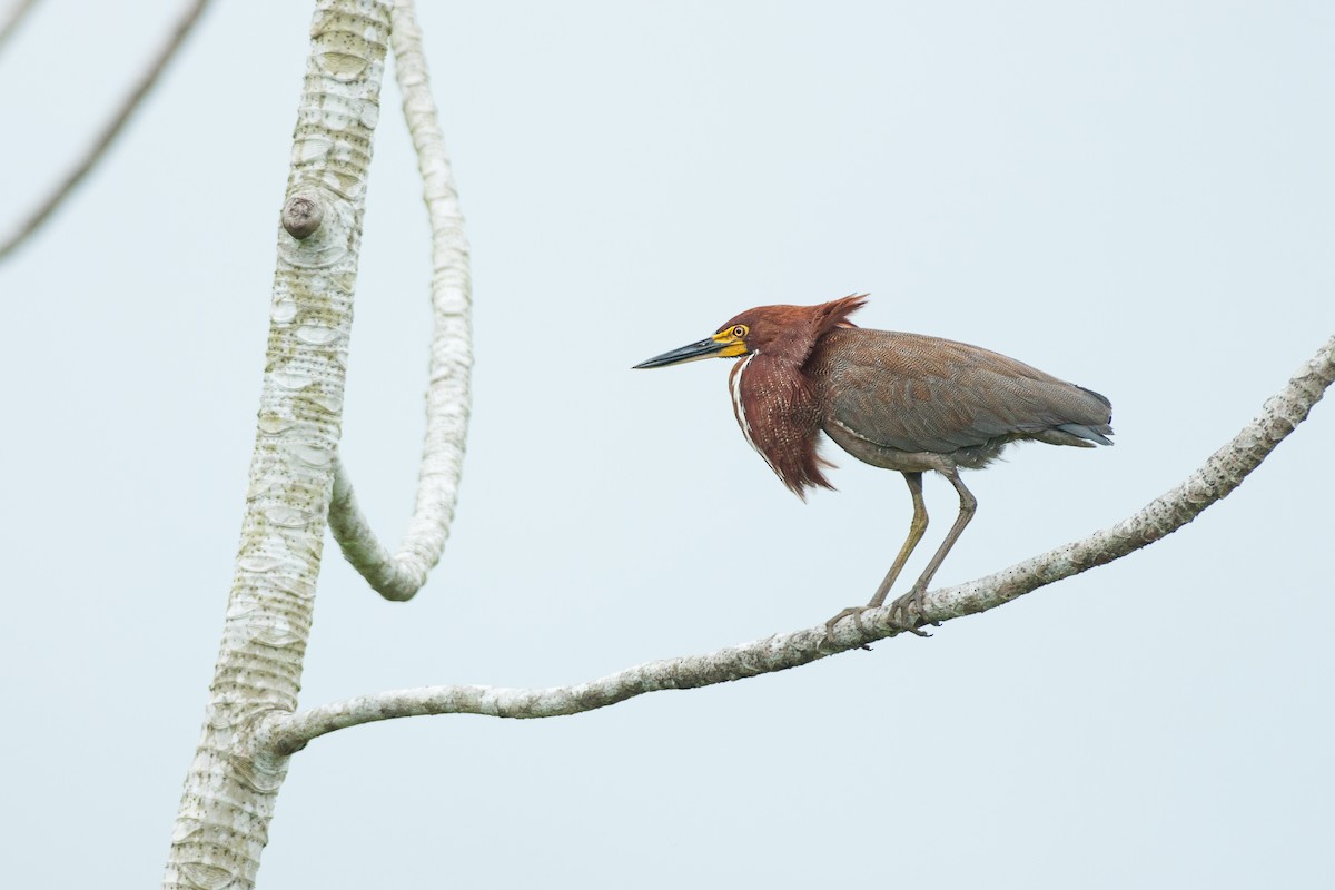 Rufescent Tiger-Heron - Jérémy Calvo