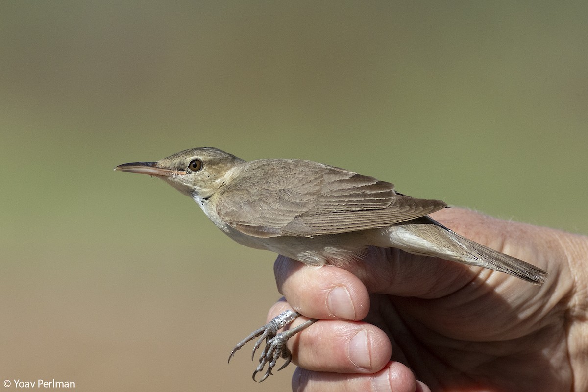 Basra Reed Warbler - ML589637431