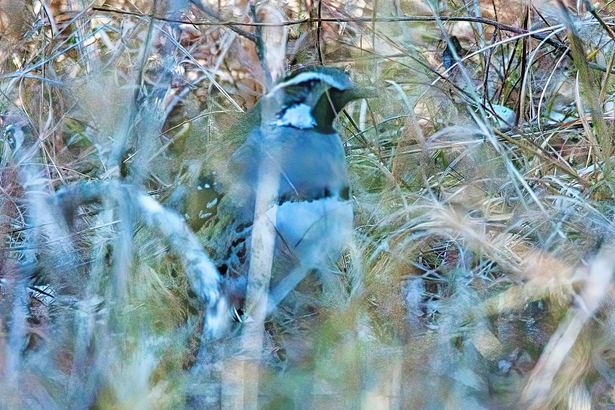 Spotted Quail-thrush - ML589637511