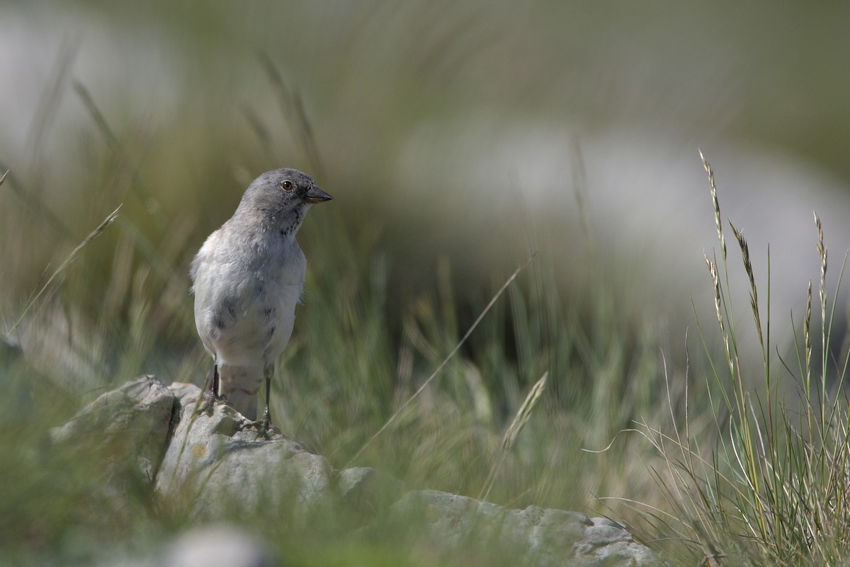 White-winged Snowfinch - Giorgos Kouthouridis