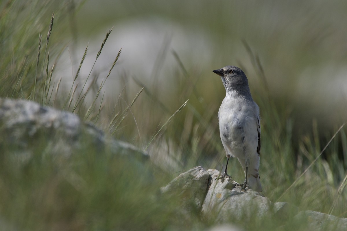 White-winged Snowfinch - Giorgos Kouthouridis