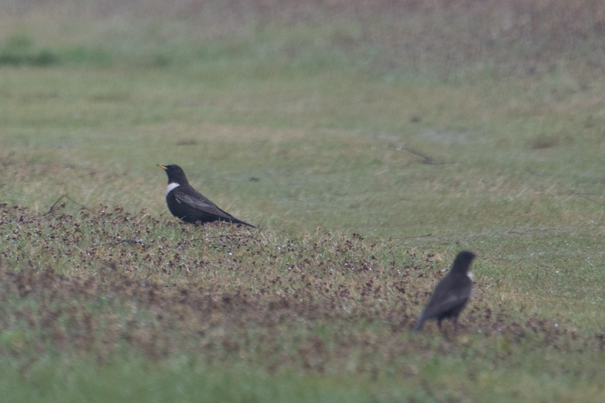 Ring Ouzel (Northern) - ML589640281