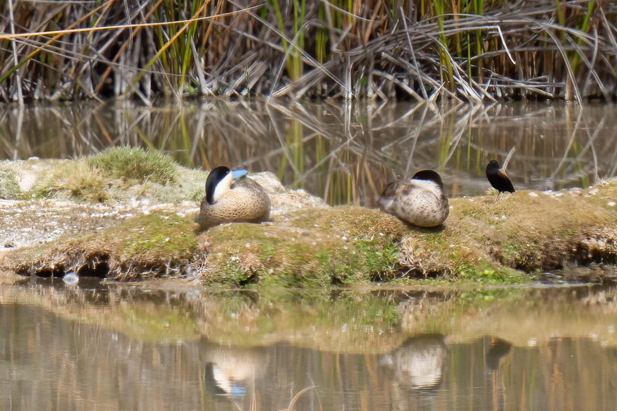 Puna Teal - Paul Beerman