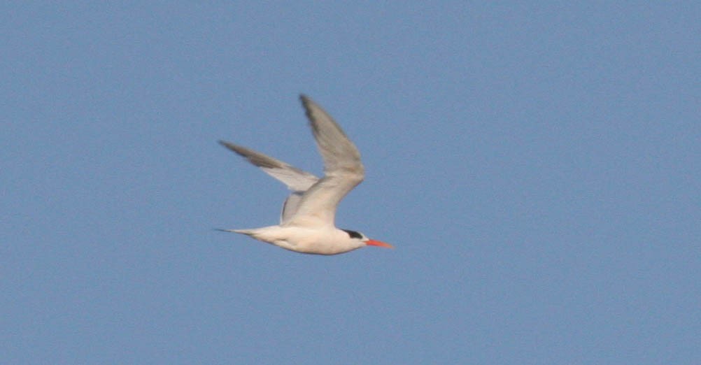 Elegant Tern - Robert Foppe