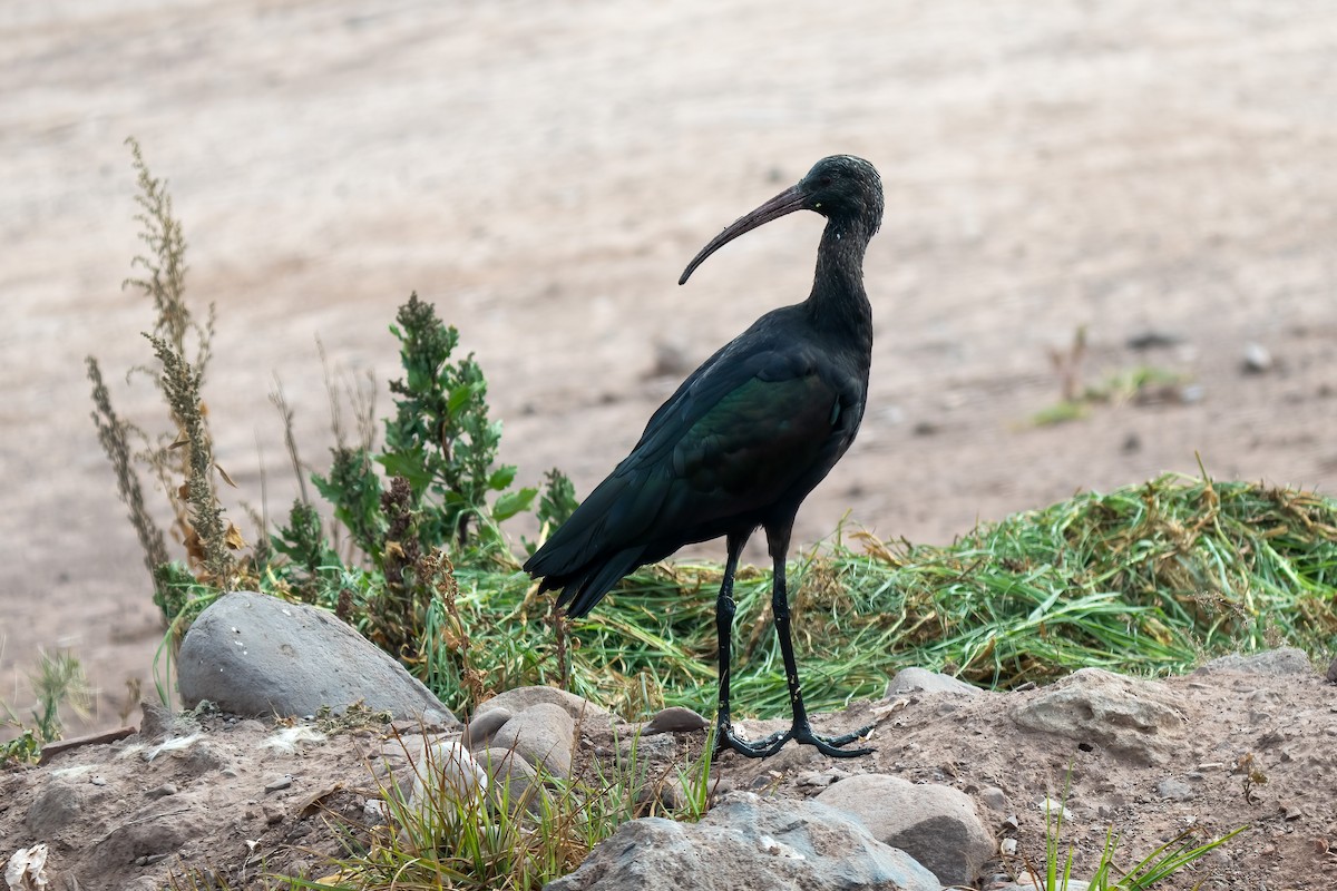 ibis andský - ML589641031