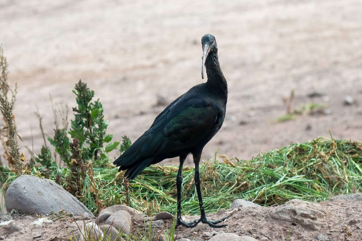ibis andský - ML589641041