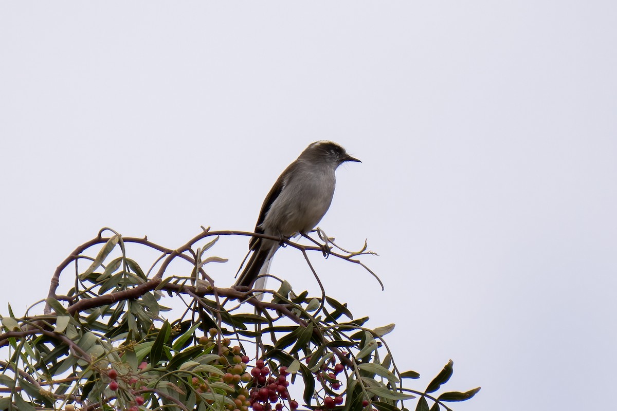 White-browed Chat-Tyrant - ML589641371