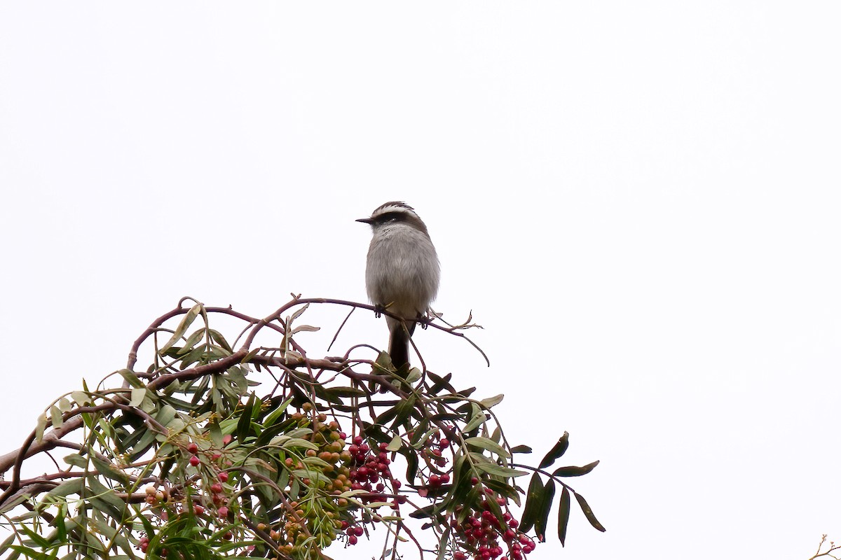 White-browed Chat-Tyrant - ML589641381