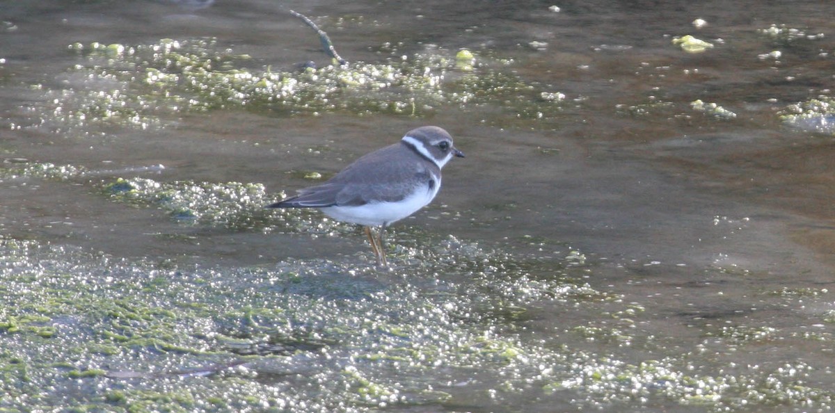 Semipalmated Plover - ML58964161