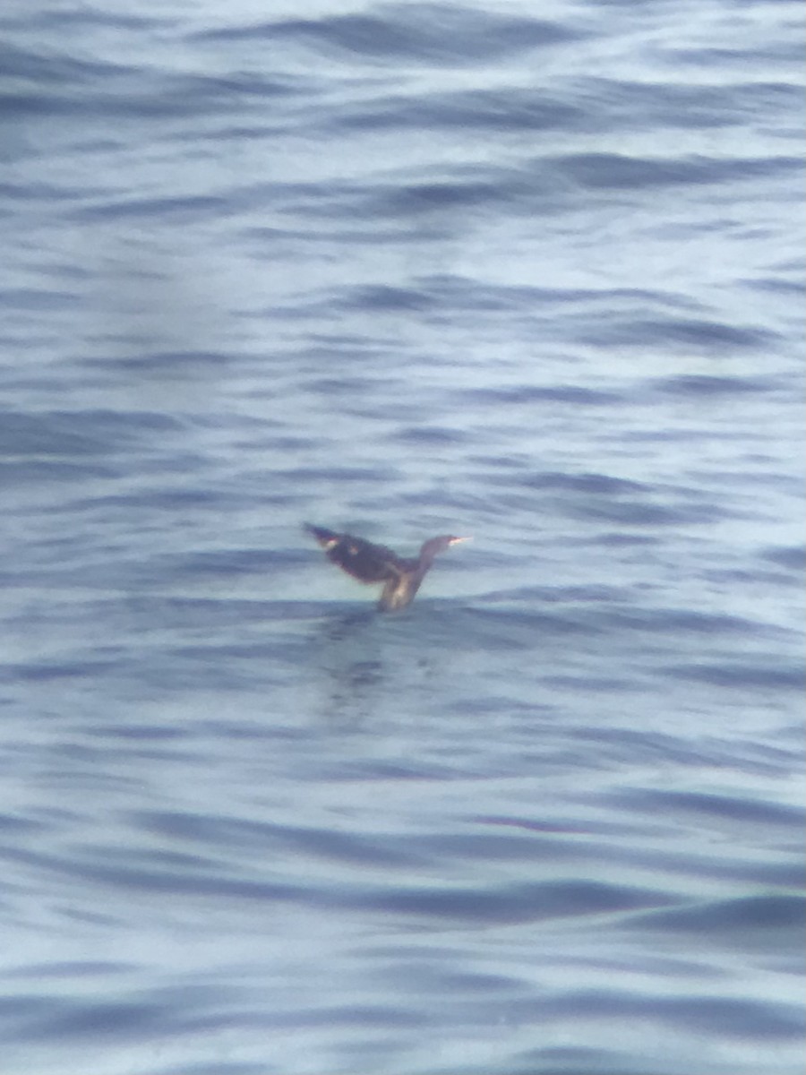 European Shag - Alexandre Mota