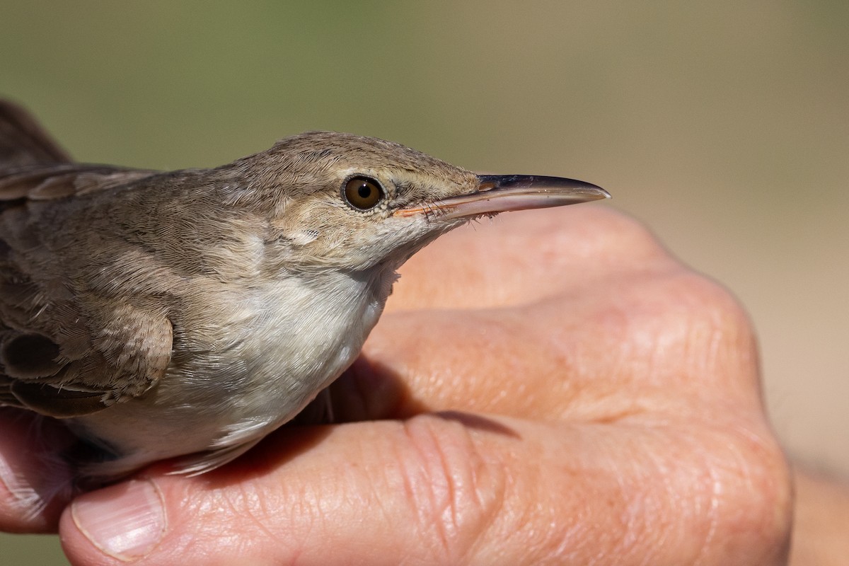 Basra Reed Warbler - ML589642401