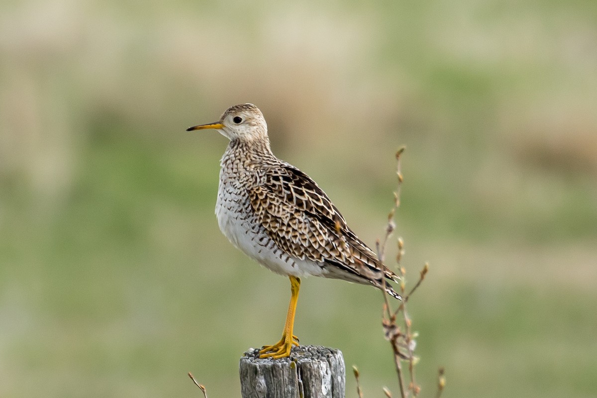 Upland Sandpiper - Ian Burgess