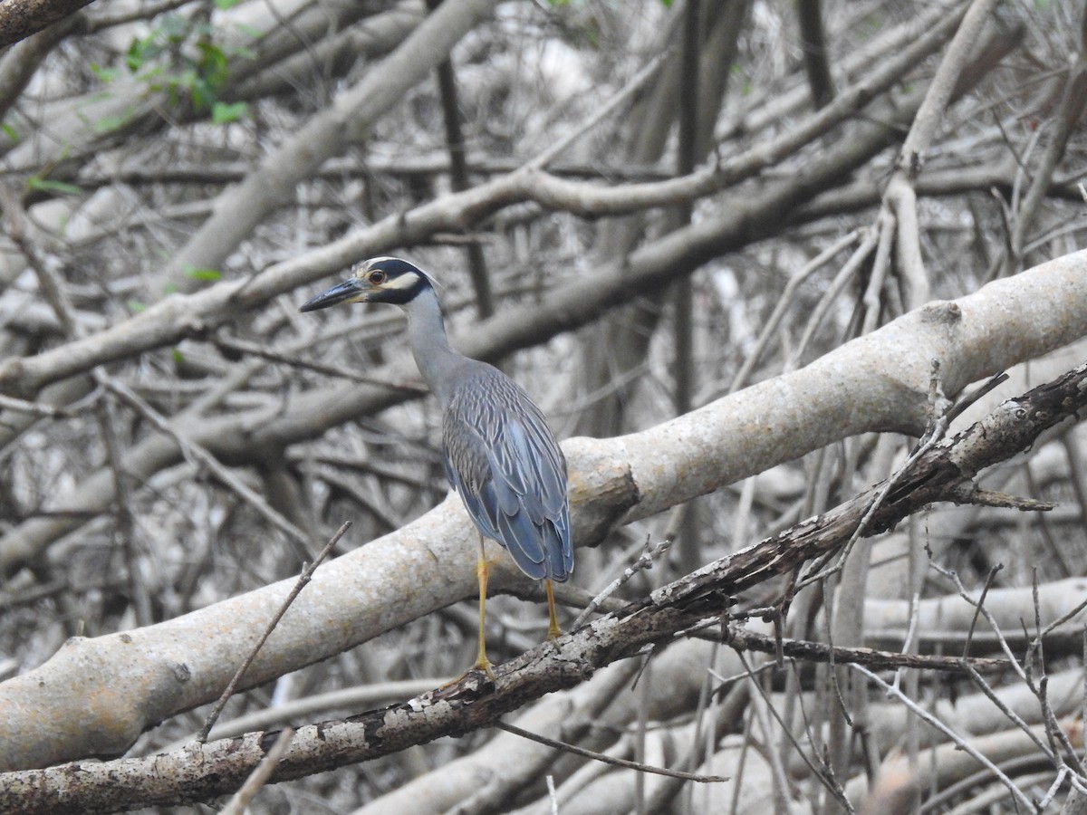 Yellow-crowned Night Heron - ML589643041